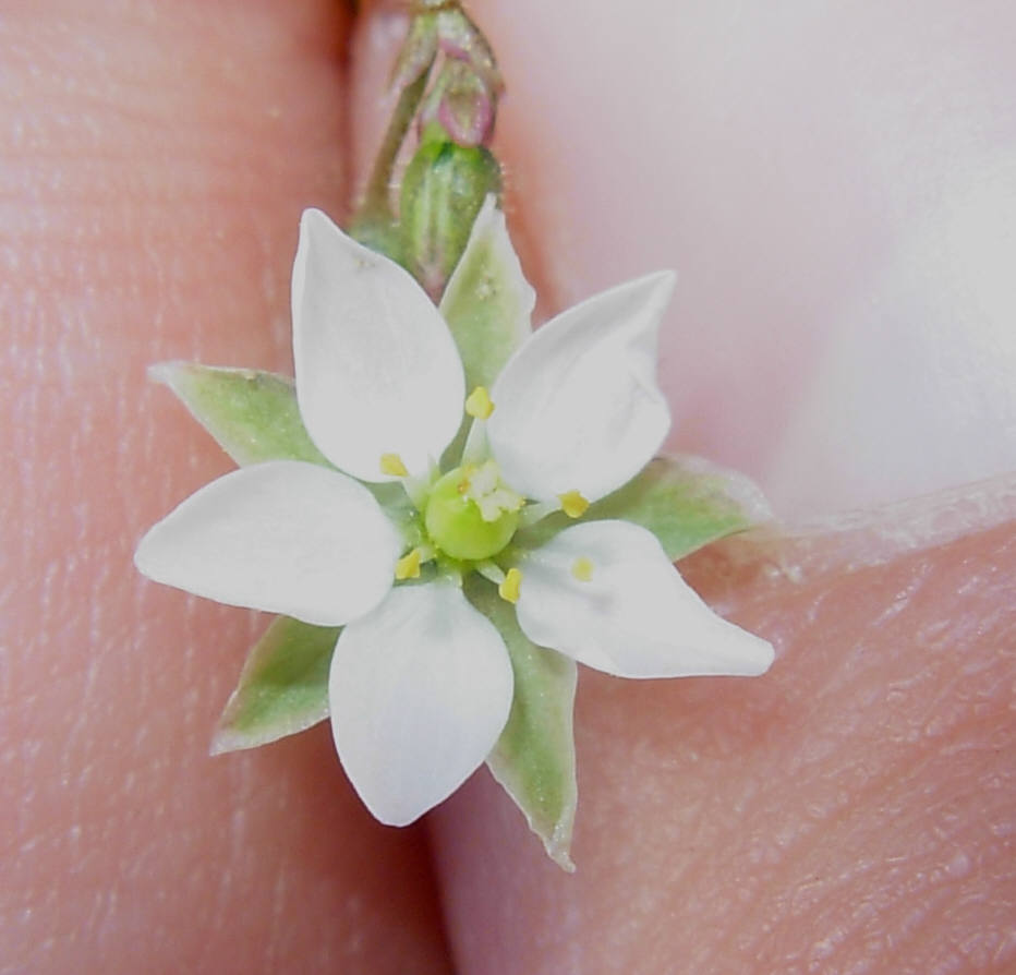 Spergula arvensis L.  / Renaiola comune